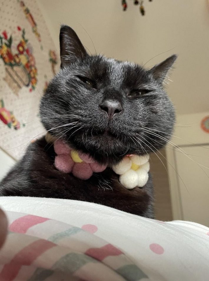 上から見下ろすもずくくん