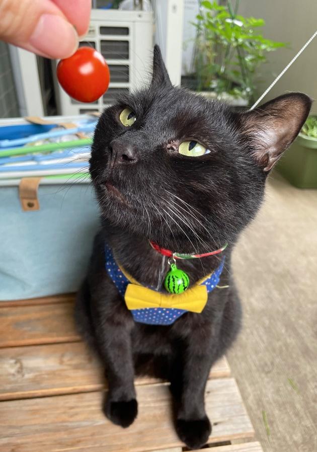 百面相疑惑があるもずくくん