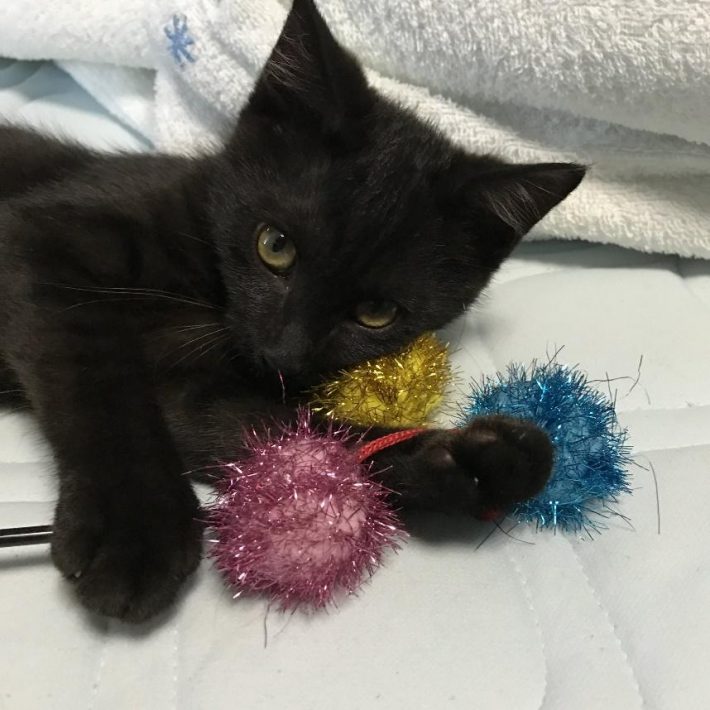 子猫時代のもずくくん