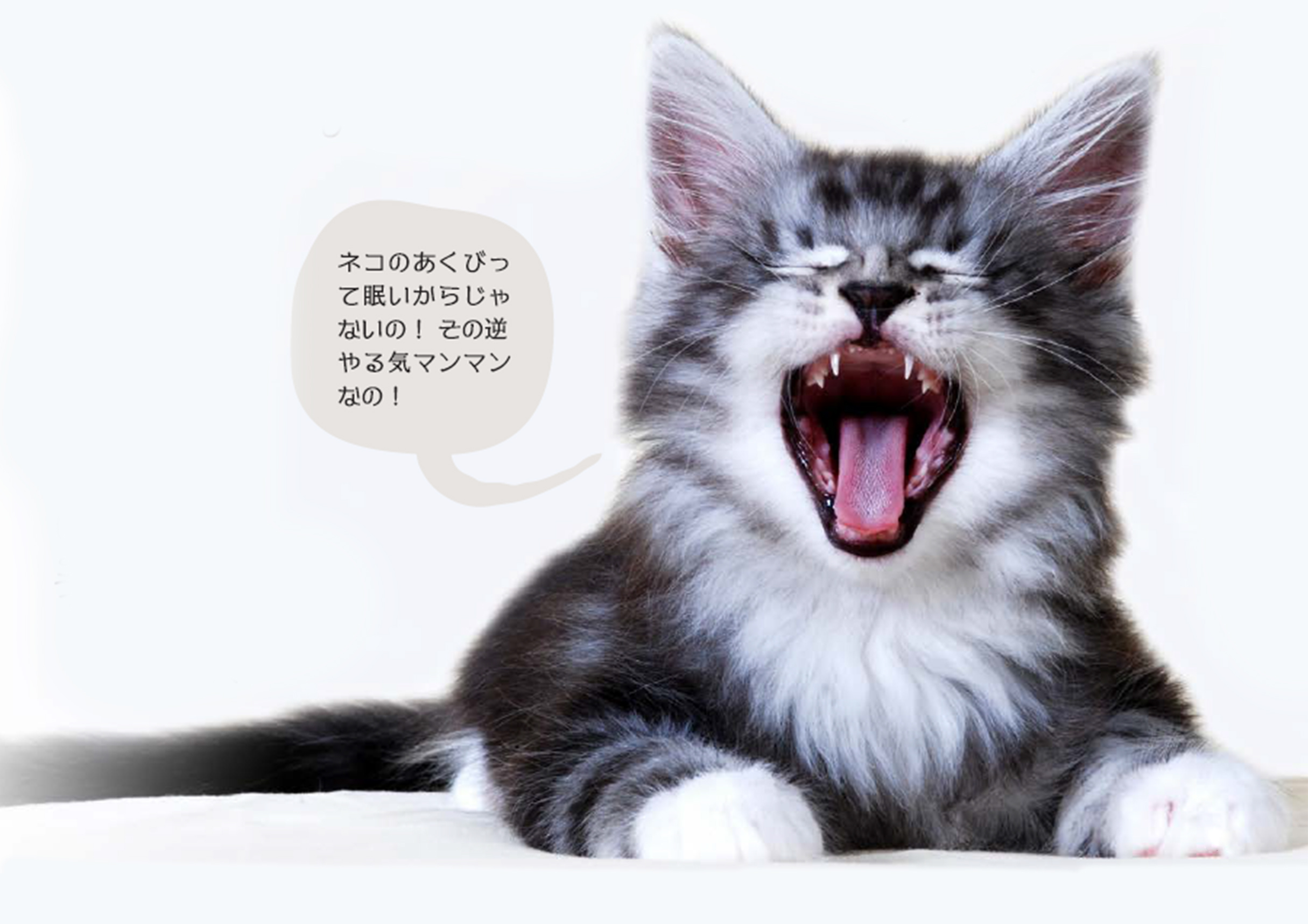 猫 あくび 多い