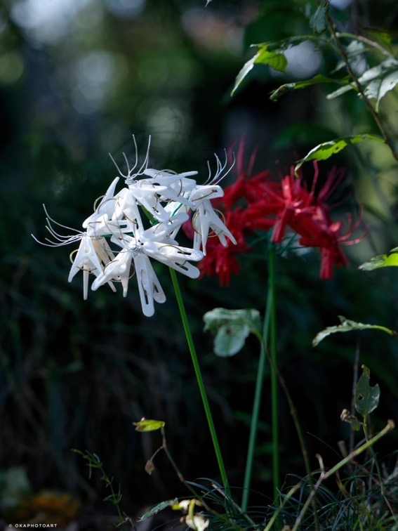 洗濯バサミフォト