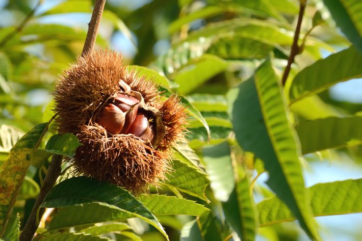 快晴のもと栗拾いを満喫