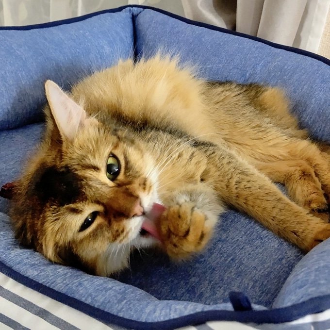 綺麗好きなシャルロットちゃん