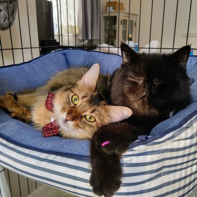 我が子同然の大切な存在