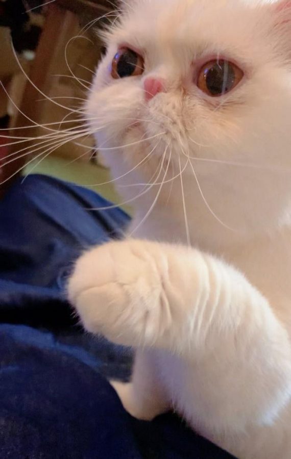 甘えてくれるようになったしろちゃん