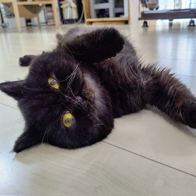 くつろぐボナパルトちゃん