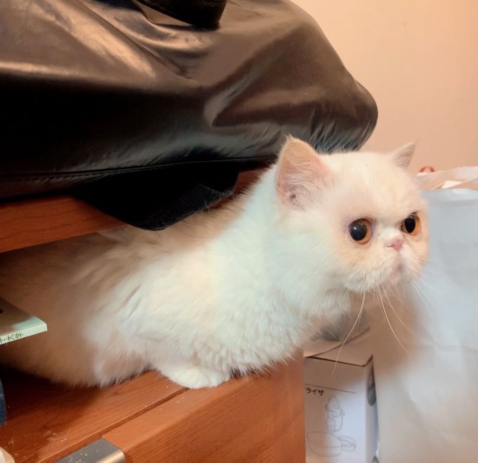 挟まるしろちゃん