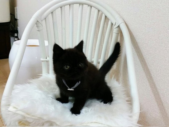 まだあどけない子猫時代