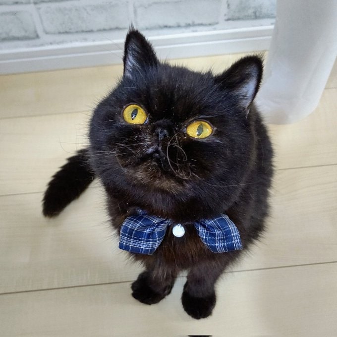 おねだりも上手