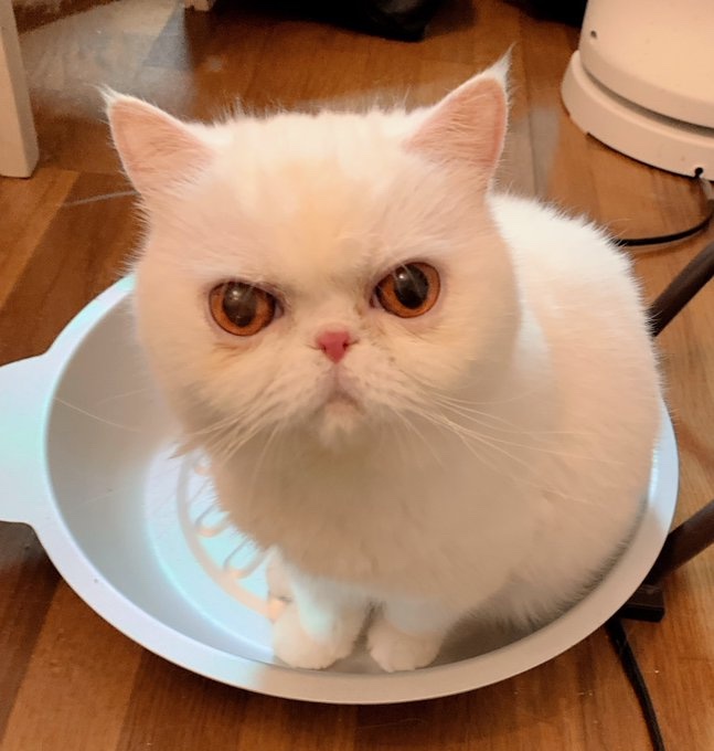 愛猫のしろちゃん