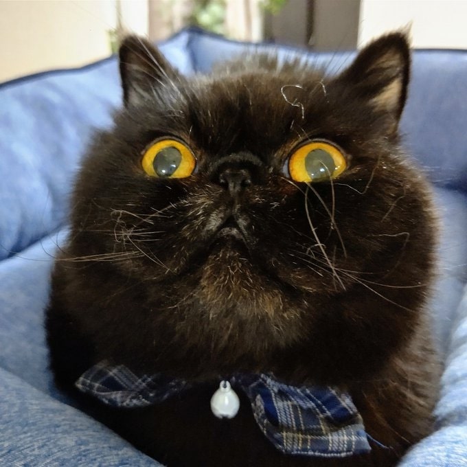 唯我独尊なボナパルトちゃん