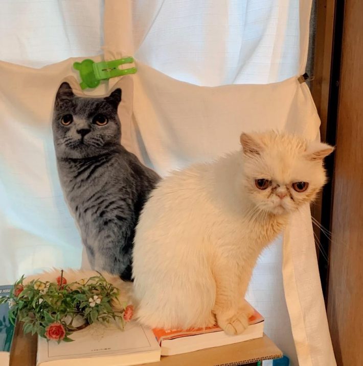 保護されたしろちゃん