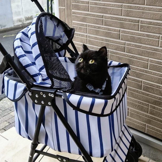 ペットカートが大好き