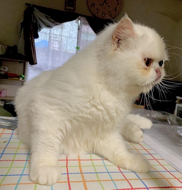 撫でてもらうのが大好き