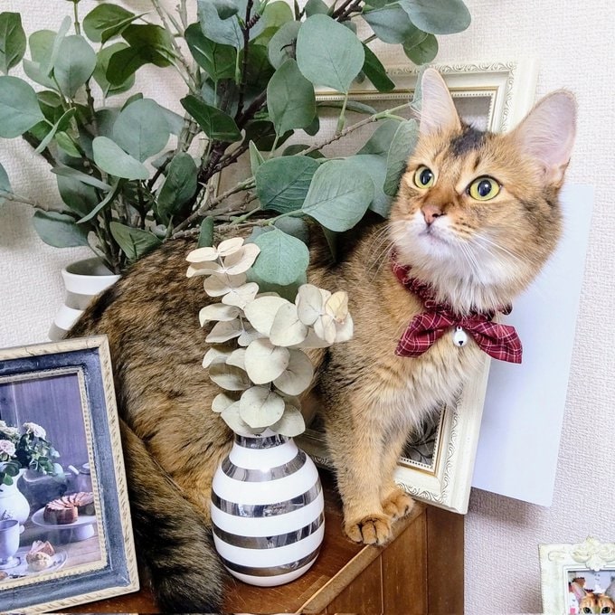 高くジャンプをするなど、遊ぶ時はかなりワイルド