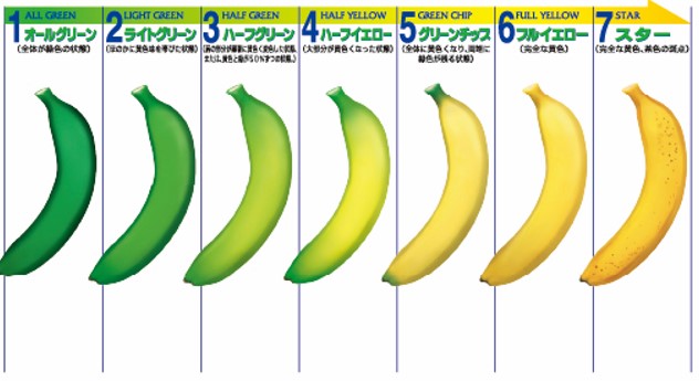 バナナカラーチャート