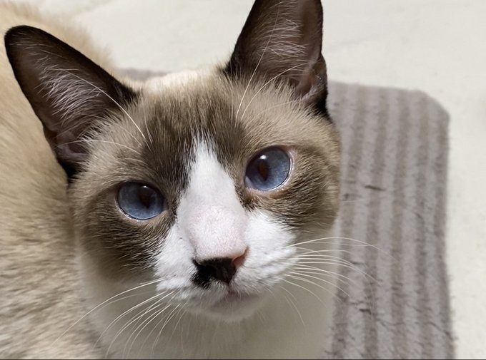 知的な蘭姫ちゃん