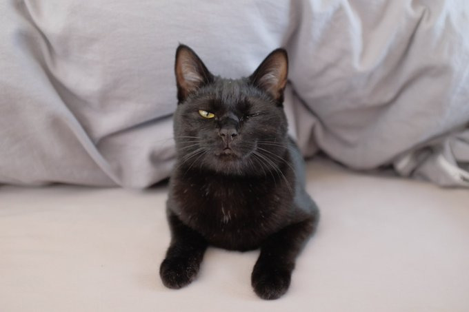 ウィンクするキーラちゃん