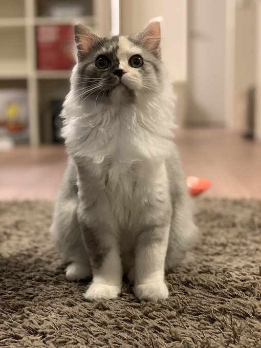 好奇心旺盛な性格