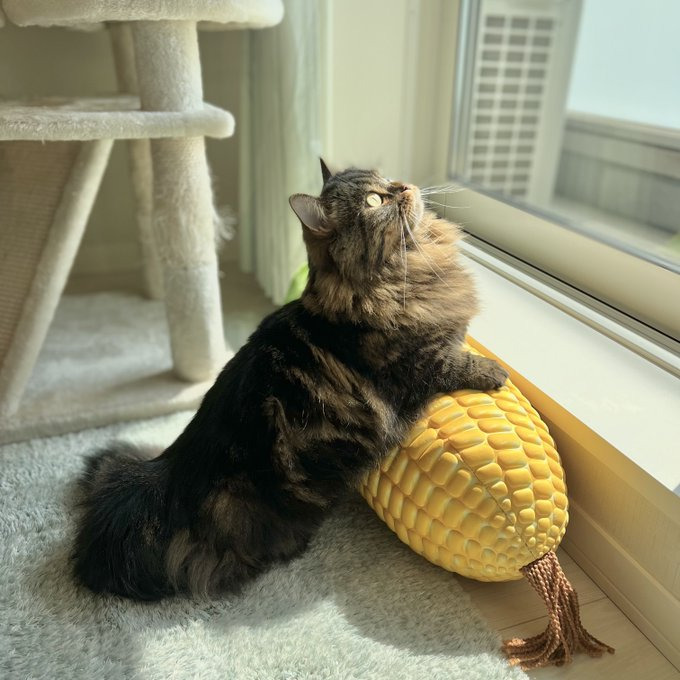 クッションの上でくつろぐ姿