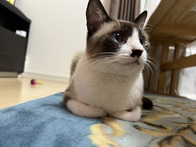 猫社会を学んだ蘭姫ちゃん