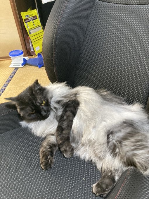 無防備な体勢でゴロン