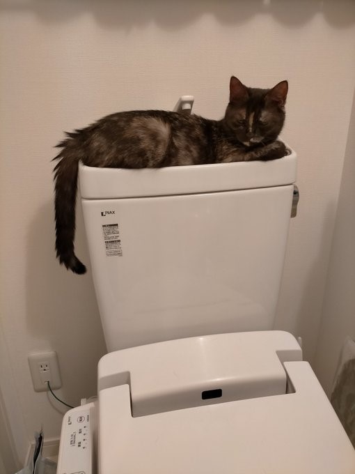 トイレタンクの上でずぶ濡れに