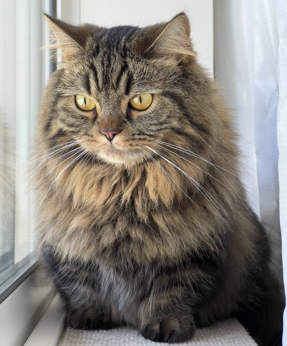 マンチカンのアーサーくん