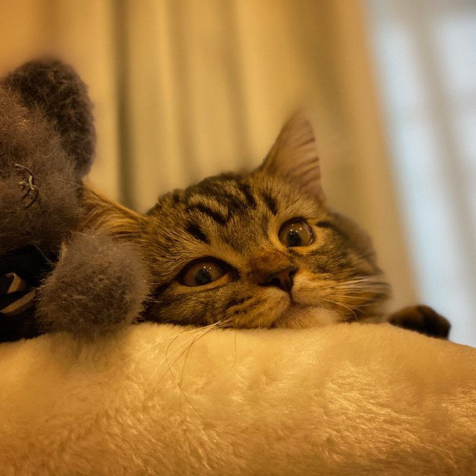 今はごはんの時と遊ぶ時に甘えん坊に