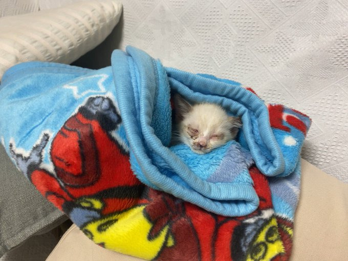 保護当初は真っ白だった