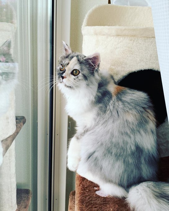 外を眺めるシャーロットちゃん