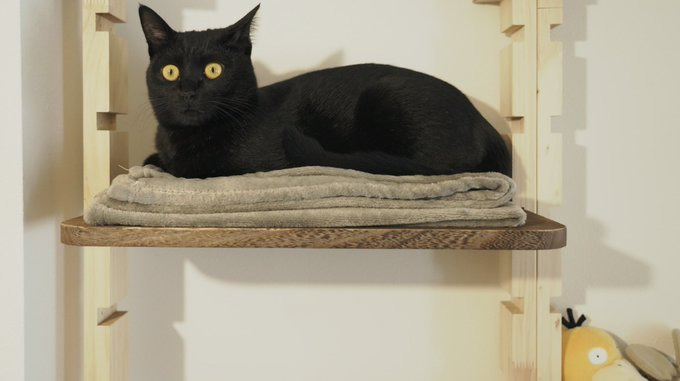 自作のキャットタワーでくつろぐ姿