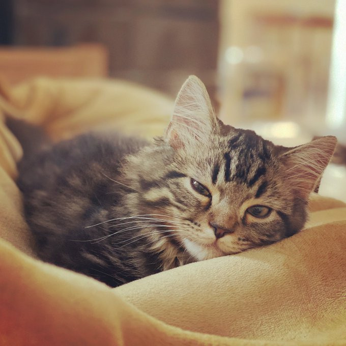 子猫時代のアーサーくん