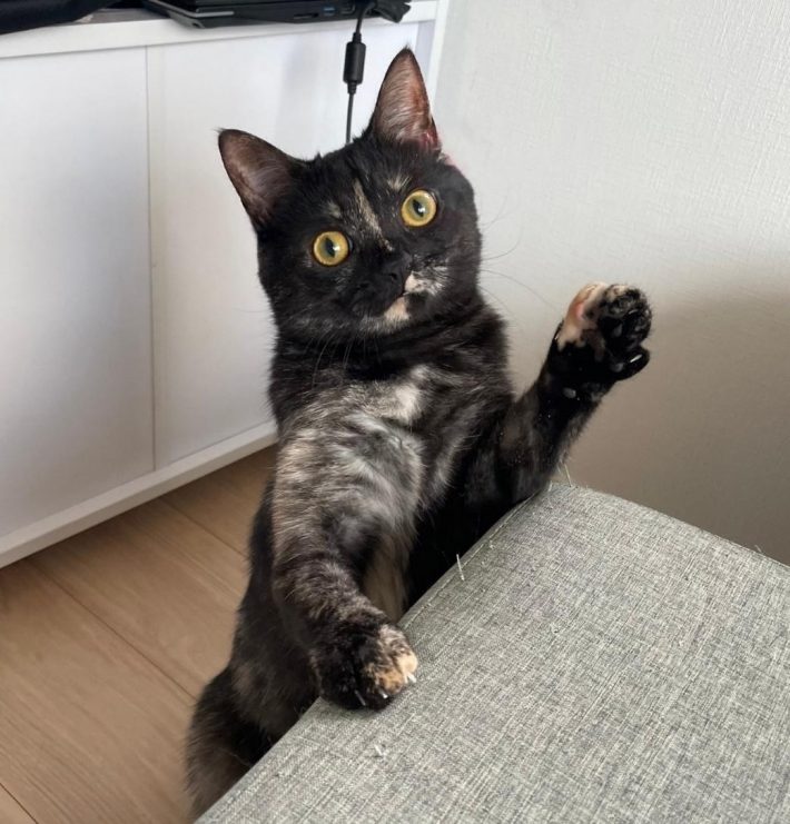 ヤッホー！するじゃこちゃん