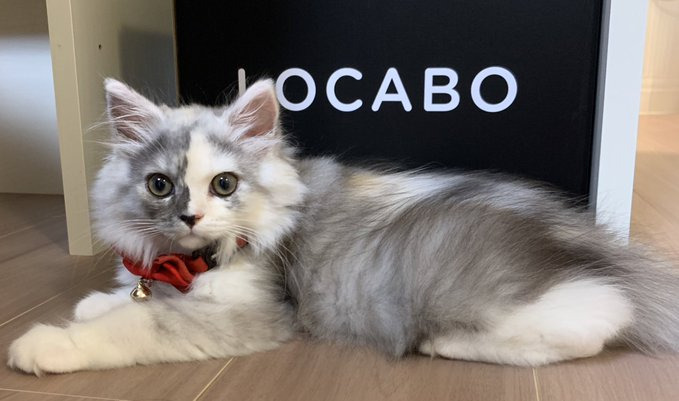 シャーロットちゃん