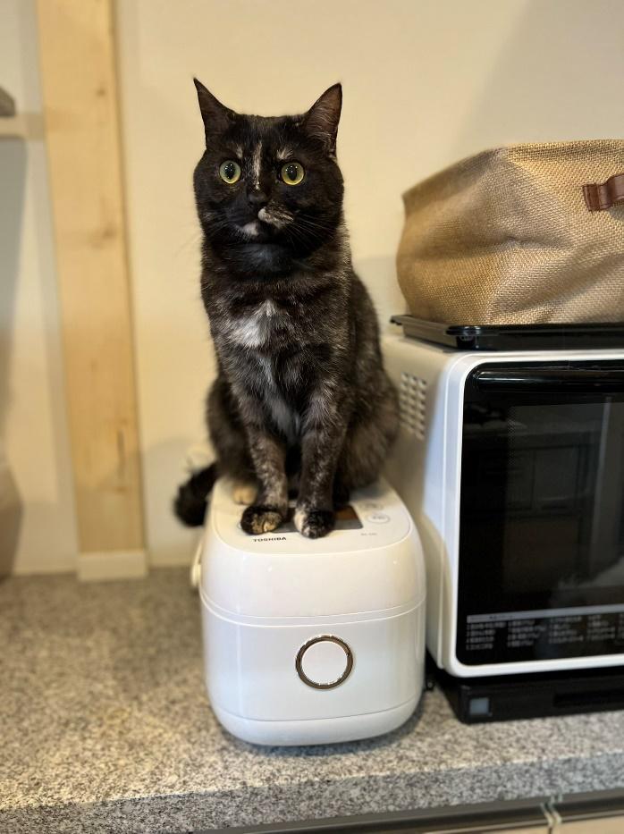 炊飯器の上に乗るじゃこちゃん