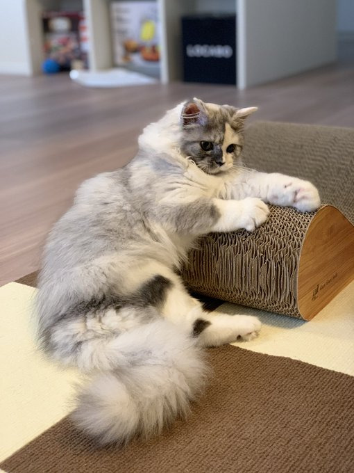 爪とぎの上に乗っかるシャーロットちゃん