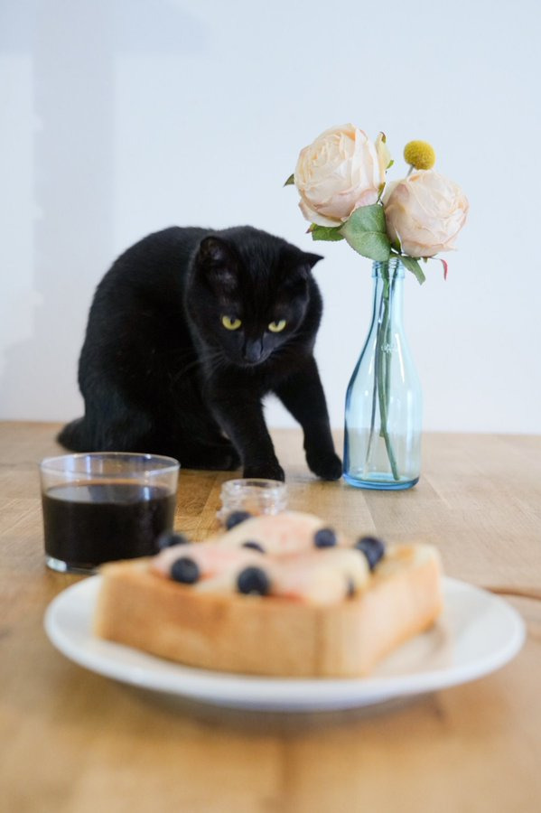 朝食強奪を企む姿