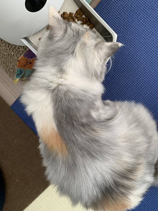 後頭部の模様も半分