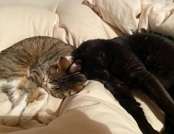 いてくれるだけでいい存在