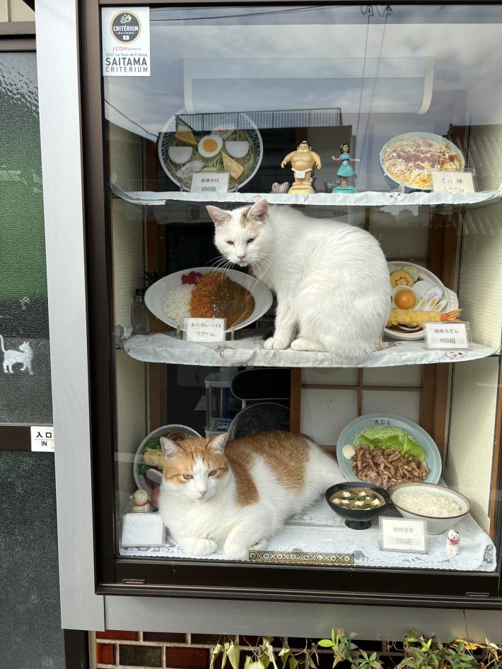 毎朝9時に必ず展示ケース入る二匹