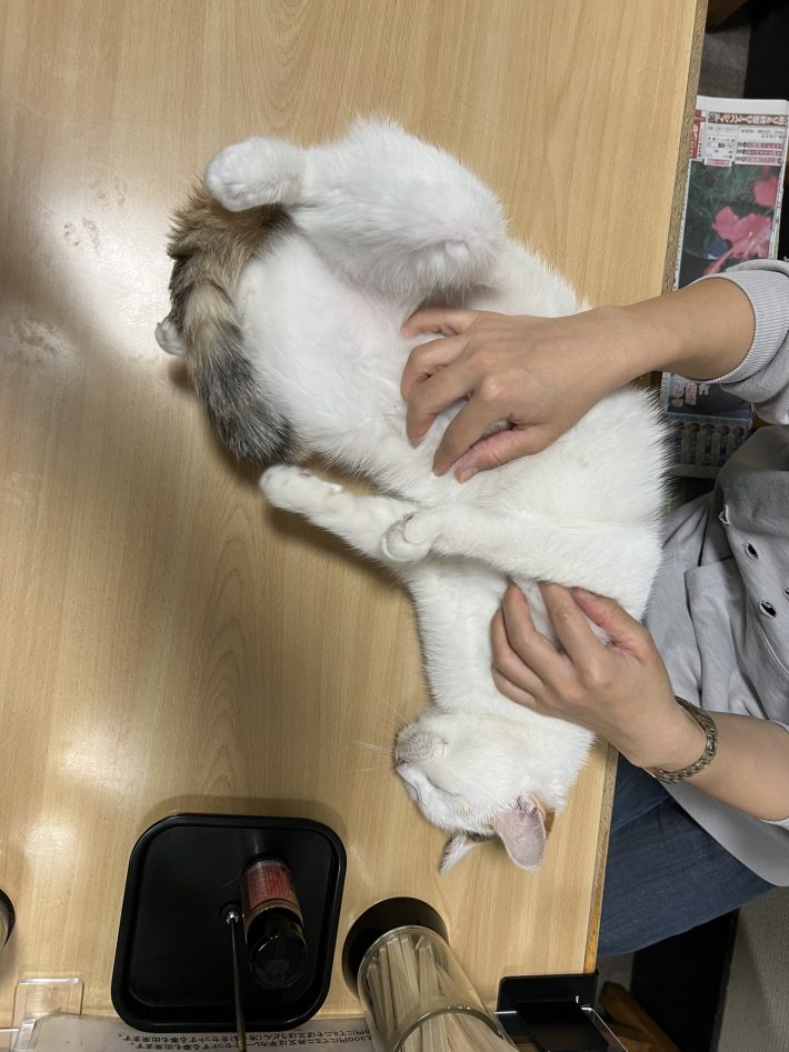 お客さんになでてもらっているコンちゃん