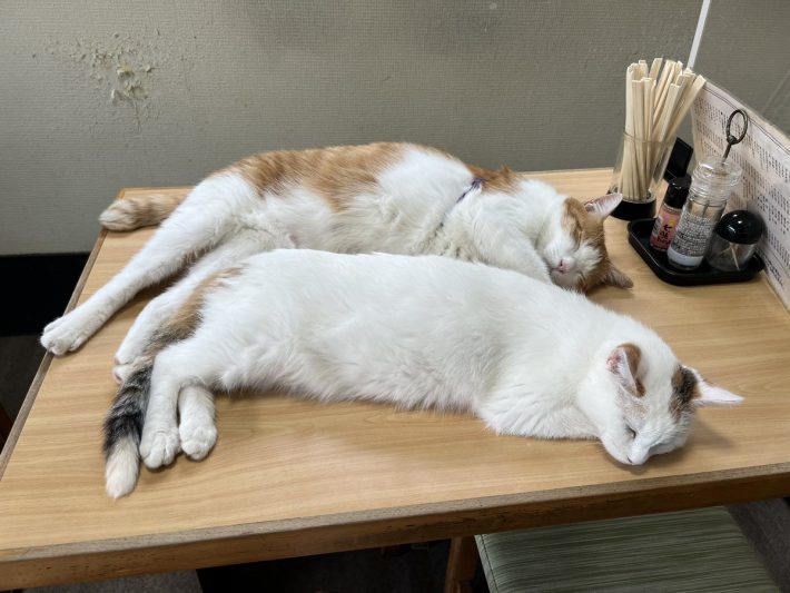 仲良くお昼寝タイム