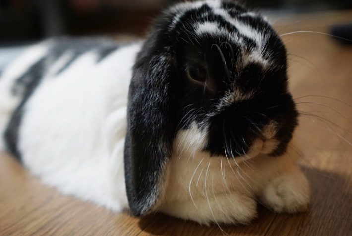 うさぎとの生活は最高、飼うのは大変