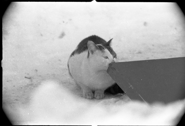 南極の気候にもなれて雪の中でも元気な様子