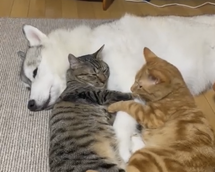 猫ちゃんたちの枕にされがちなユキちゃん