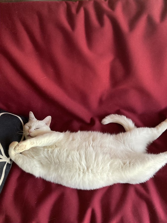 竹内佐千子さんの餅ちゃん