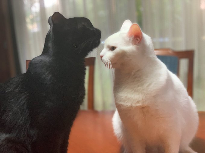 海苔ちゃんと餅ちゃん