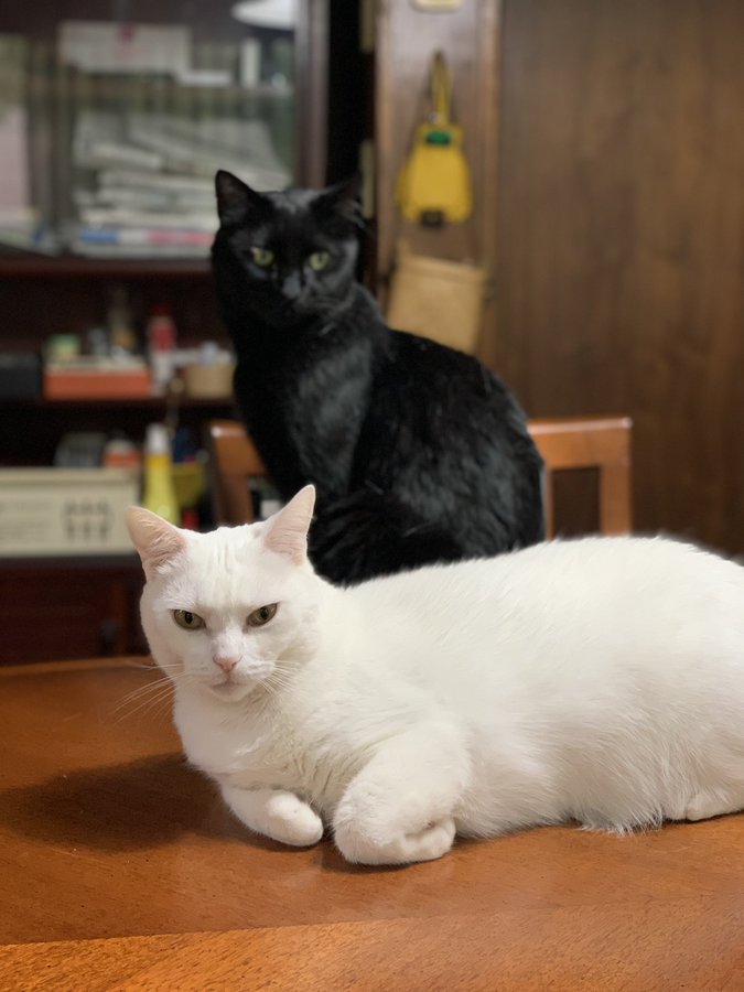 海苔ちゃんと餅ちゃん
