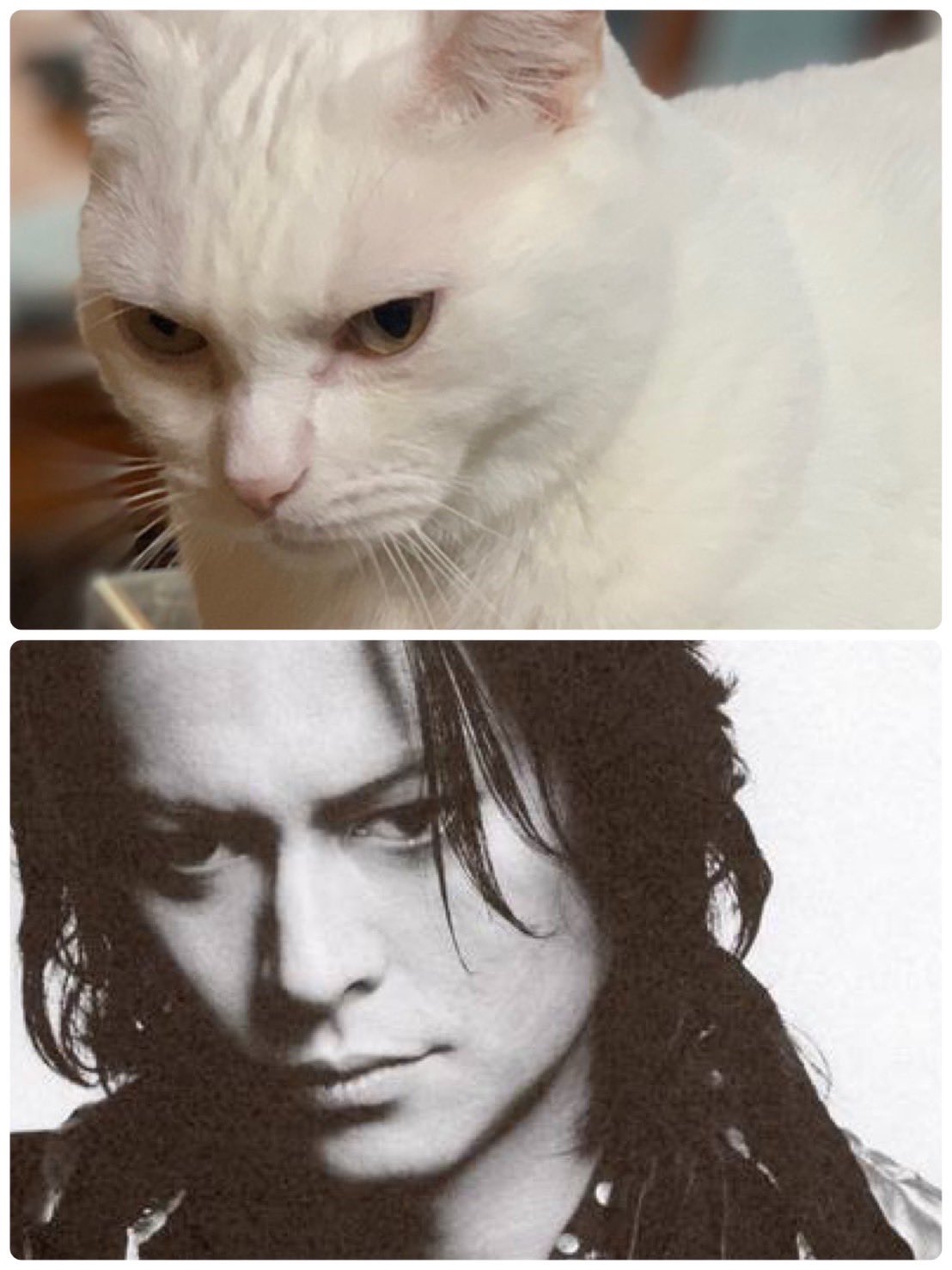 ロック界の魔王”に激似の猫が話題！飼い主の漫画家「過去イチのバズを